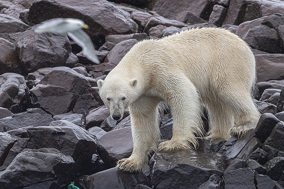 Polar bear