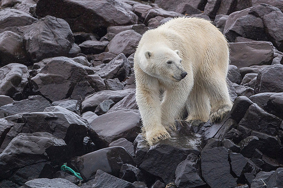 Polar bear