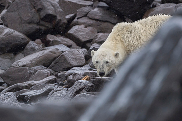 Polar bear
