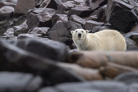 Polar bear
