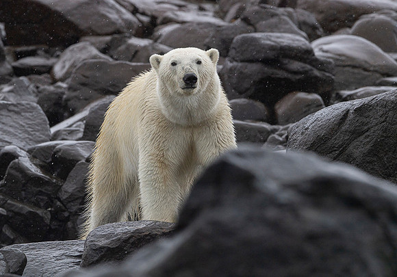 Polar bear