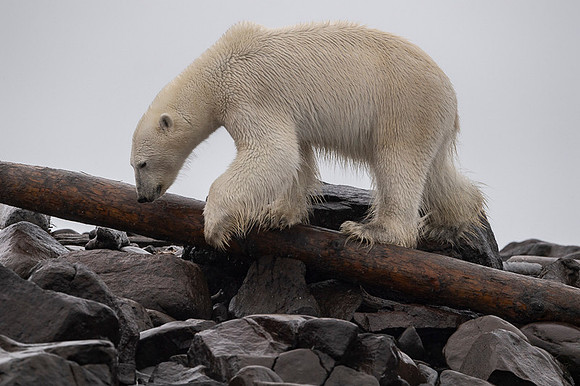 Polar bear