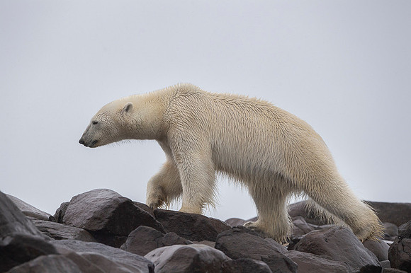 Polar bear