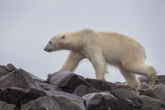 Polar bear