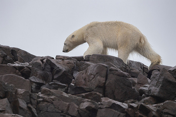 Polar bear
