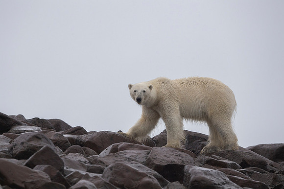 Polar bear