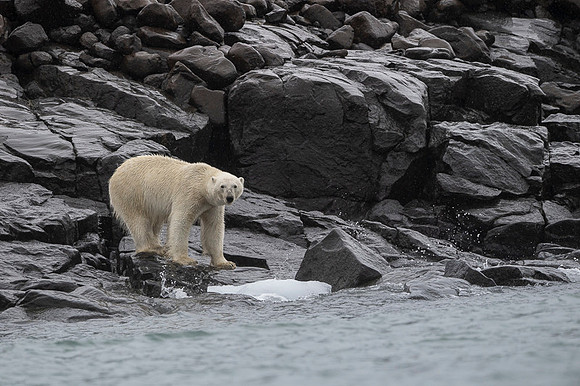 Polar bear