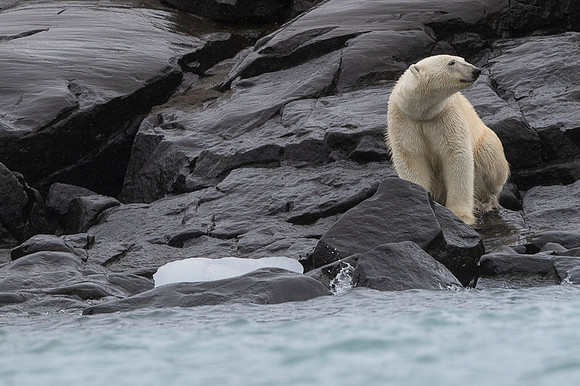 Polar bear