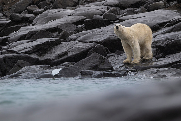 Polar bear