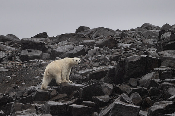 Polar bear