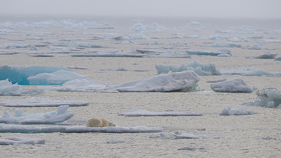 Polar bear