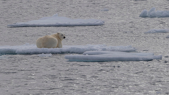Polar bear
