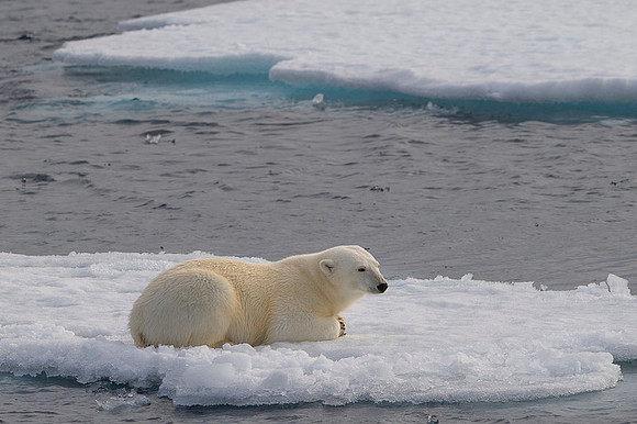 Polar bear