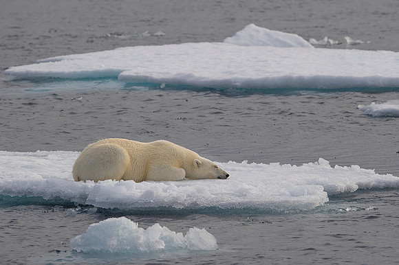 Polar bear