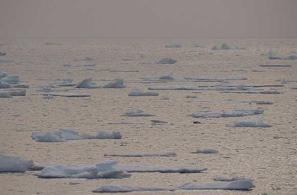 Polar bear
