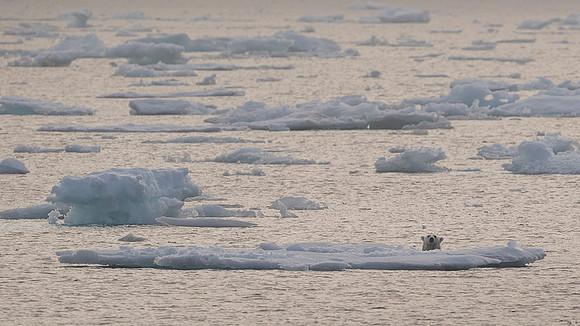 Polar bear