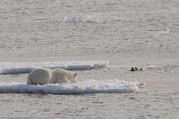 Polar bear