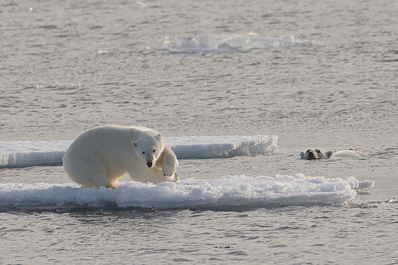 Polar bear