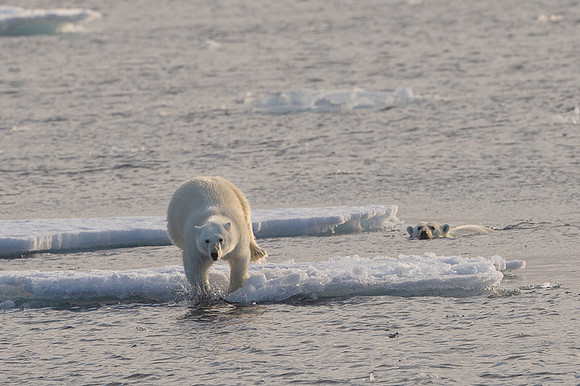 Polar bear