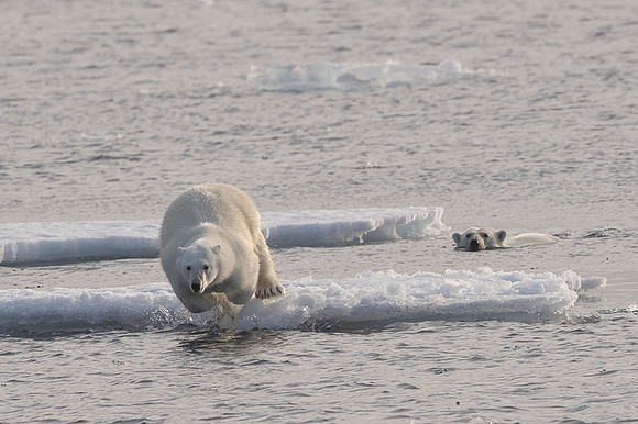 Polar bear