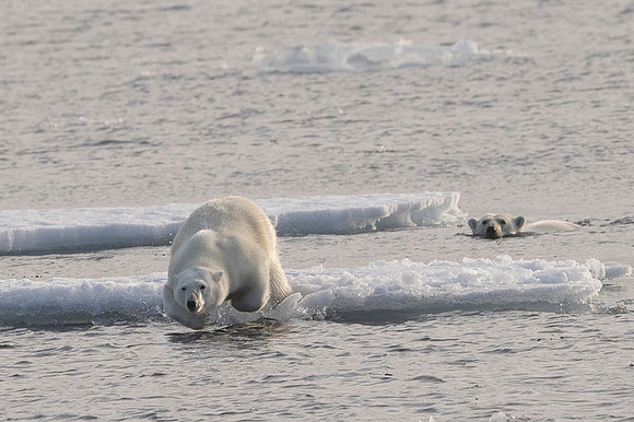 Polar bear
