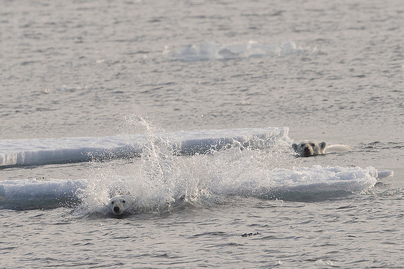 Polar bear