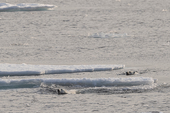 Polar bear