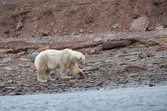 Polar bear