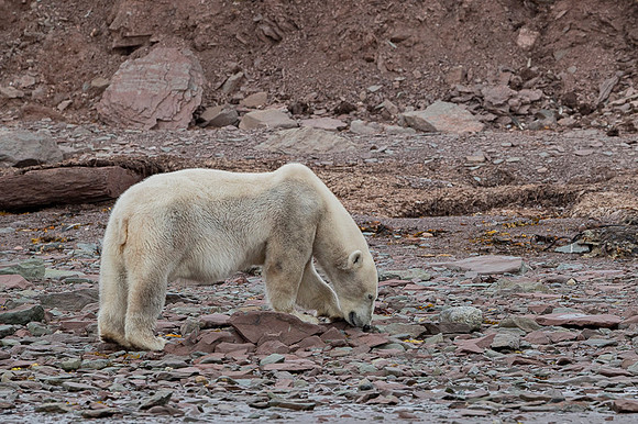 Polar bear