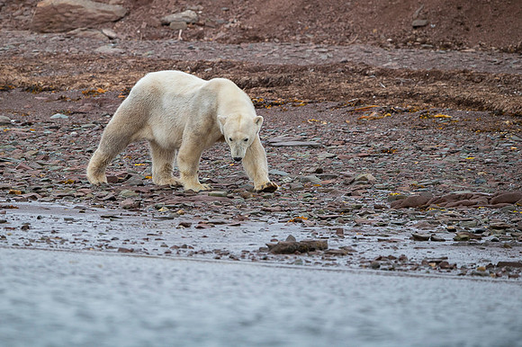 Polar bear