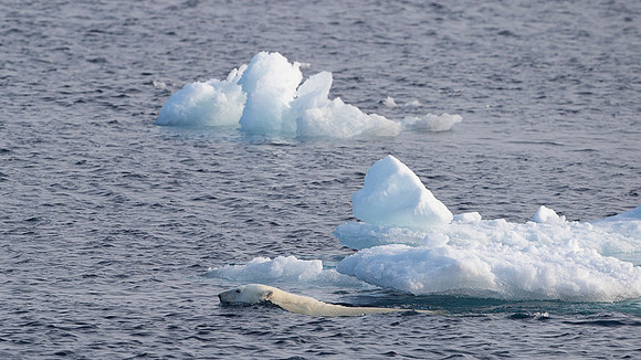 Polar bear