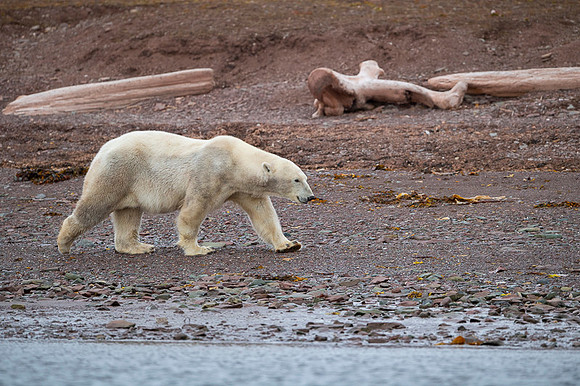 Polar bear