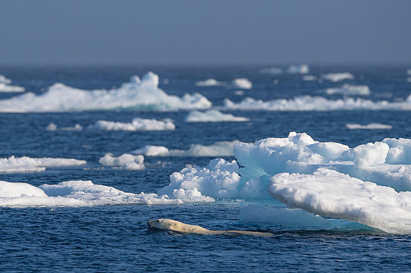 Polar bear