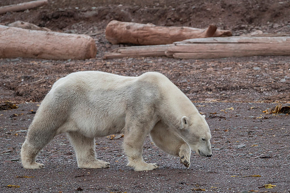 Polar bear