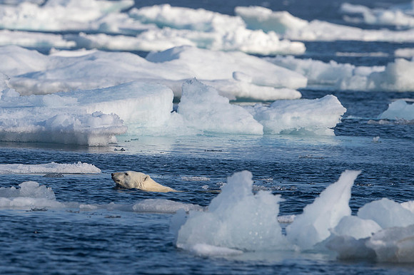 Polar bear