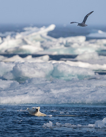 Polar bear
