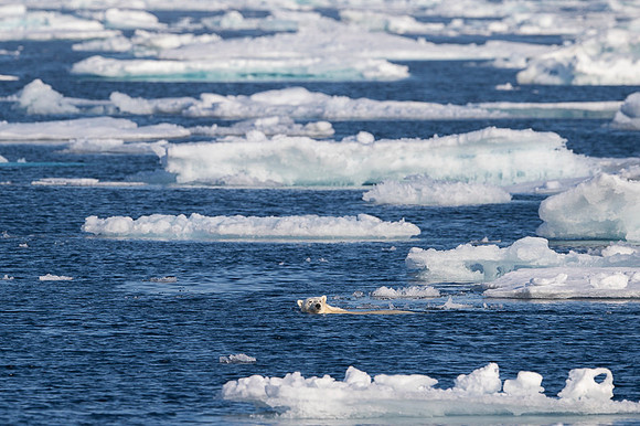 Polar bear