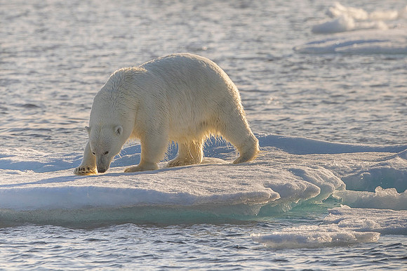 Polar bear