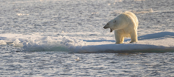 Polar bear