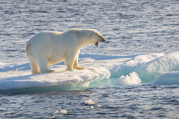 Polar bear