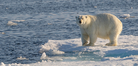 Polar bear