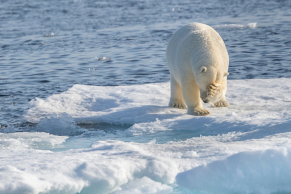 Polar bear