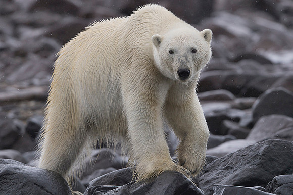 Polar bear
