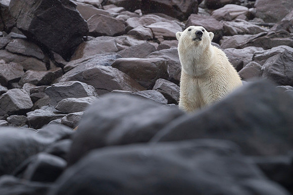 Polar bear