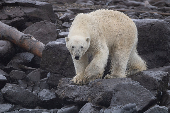 Polar bear