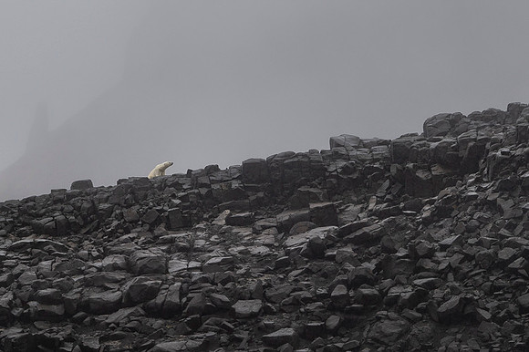 Polar bear