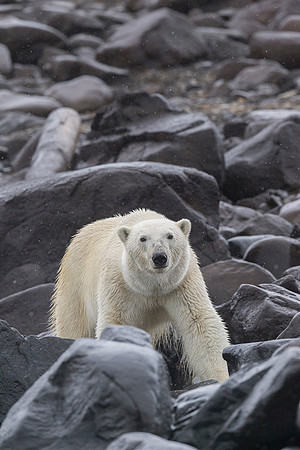 Polar bear
