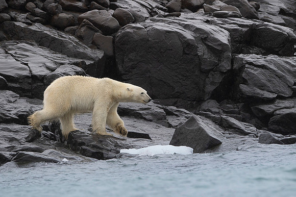 Polar bear