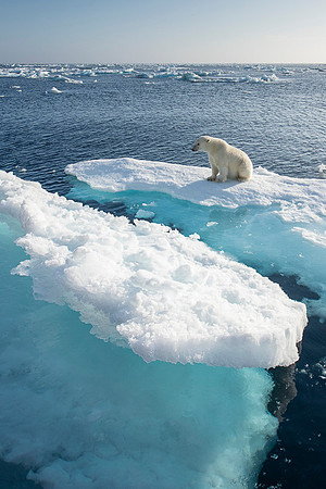 Polar bear