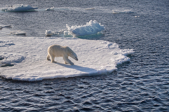 Polar bear